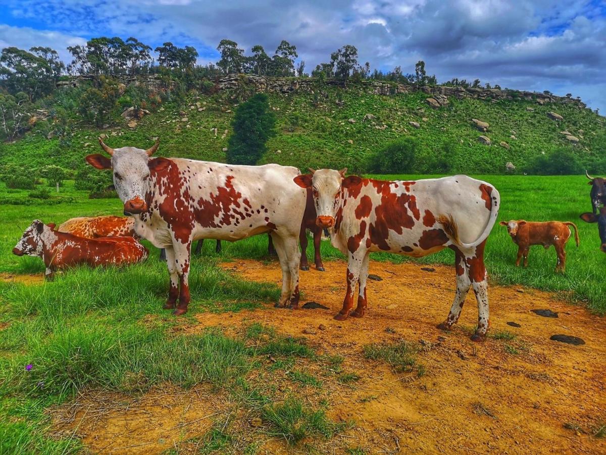 Oban Historical Guest Farm Villa Van Reenen Ngoại thất bức ảnh